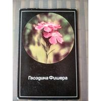 Карманный календарик. Гвоздика Фишера. 1989 год