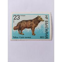 Болгария  1977   шакал