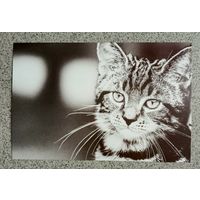 Открытка котенок фауна чистая
