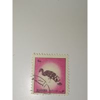 Манама. Фауна. 1972г.