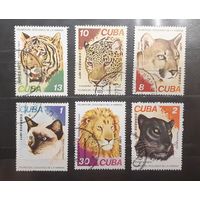 Куба. 1977 год. Фауна. Дикие кошки (696)