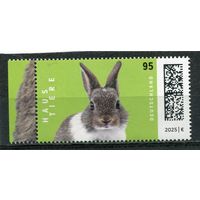 Германия. Фауна. Домашние животные. Кролик