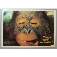 Обезьяна. Открытка