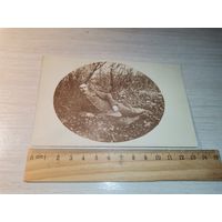 Почтовая карточка, фотография с изображением военнослужащего, до 1917 года.