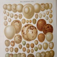 ЯЙЦА Европейскихъ птицъ. I ХРОМОЛИТОГРАФИЯ СПБ конец19в. 31х21см.