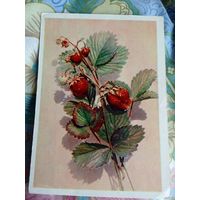 ОТКРЫТКА.ЗЕМЛЯНИКА.ФОТО А.БУШКИНА.1958