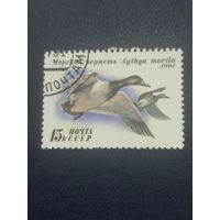 СССР 1991г. Морская чернеть.