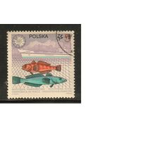 Польша-1987(Мих.3077) , гаш. , Фауна,   Рыбы