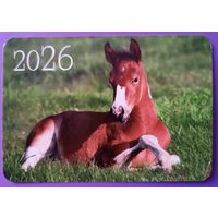 Лошадь.  Календарик, глянец, 2026. Траско