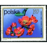 Цветы кустарников Польша 1972 год 1 марка
