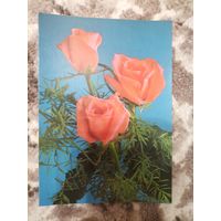 Открытка СССР чистая