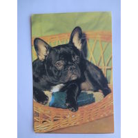 Календарик 1996 г. Французский бульдог.