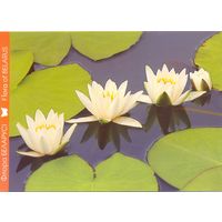 Фауна Беларуси: кувшинка белая, тираж 4000 экз., чистая, 2016