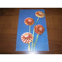 Цветы Георгины 1968 год чистая