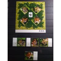 Таиланд 2011 г. Дикие кошки.