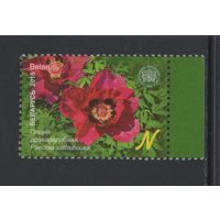 Флора кусты Беларусь 2015 "Центральный ботанический сад."Пион древовидный"