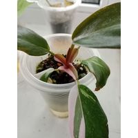 Филодендрон Розовая королева