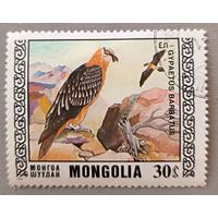 Птицы. Монголия, 1976