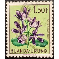 Руанда. Флора. Цветы. Schizoglossum