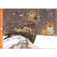 Фауна Беларуси: беркут, тираж 4000 экз., чистая, 2016