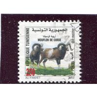 Тунис. Фауна. Европейский муфлон