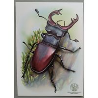 Жук. Открытка