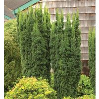 Тис ягодный (Taxus baccata) Саженцы ЗКС по 30 см 3 года