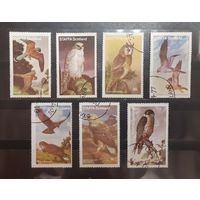 Стаффа. Фауна. Птицы (443)