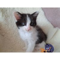 Котята в дар