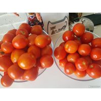 Семена томата Земляк.