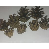 Шишки сосновые для рукоделия