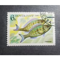 Марка СССР 1983 год Рыба