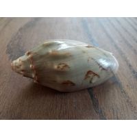 Ракушка Цимбиола "летучая мышь' (Cymbiola vespertilio). Цена с пересылкой.