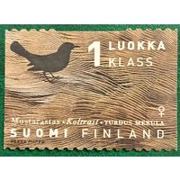 Финляндия. Фауна. Птицы. Turdus Meruta