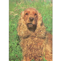 Почтовая открытка "Английский коккер-спаниель"