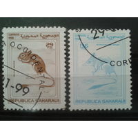Сахара, 1998. Грызуны