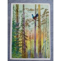 Курдов. Глухарь поёт