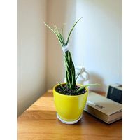 Сансевиерия Панк