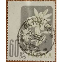 Польша 1966. Флора. Цветы