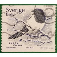 Швеция 2001. Фауна. Pica pica