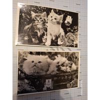 Фотооткрытки (за 1 шт.)