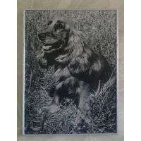 Фотокартина Спаниель 1990 г 30х40 см или Даром в придачу к покупкам моих лотов на сумму 20 руб.