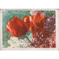 Подписанная открытка 1965г. БССР "Сирень и тюльпаны" фото Т. Ананьина