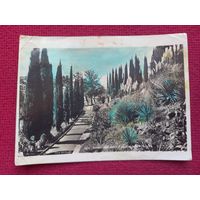 Сочи. Кипарисовая аллея в институте им. Сталина. Панова 1939 г. Чистая.