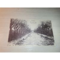 Гродно, почтовая карточка до 1917 года, размер 14*9 см., Алея Любви в Гродно, которая вела к усадьбе Станиславово.