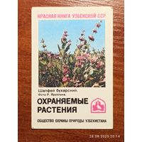 Календарик Шалфей Бухарский 1986 Яруллин