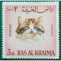 ОАЭ. Рас эль Хайма. Породы кошек