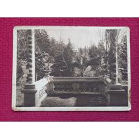 Сочи. Парк Сельскохозяйственной Опытной Станции. 30 г. Чистая.