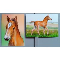 Жеребёнок. Открытки, глянец