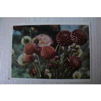 Смоляков П., Георгины; 1966, чистая, ДМПК.